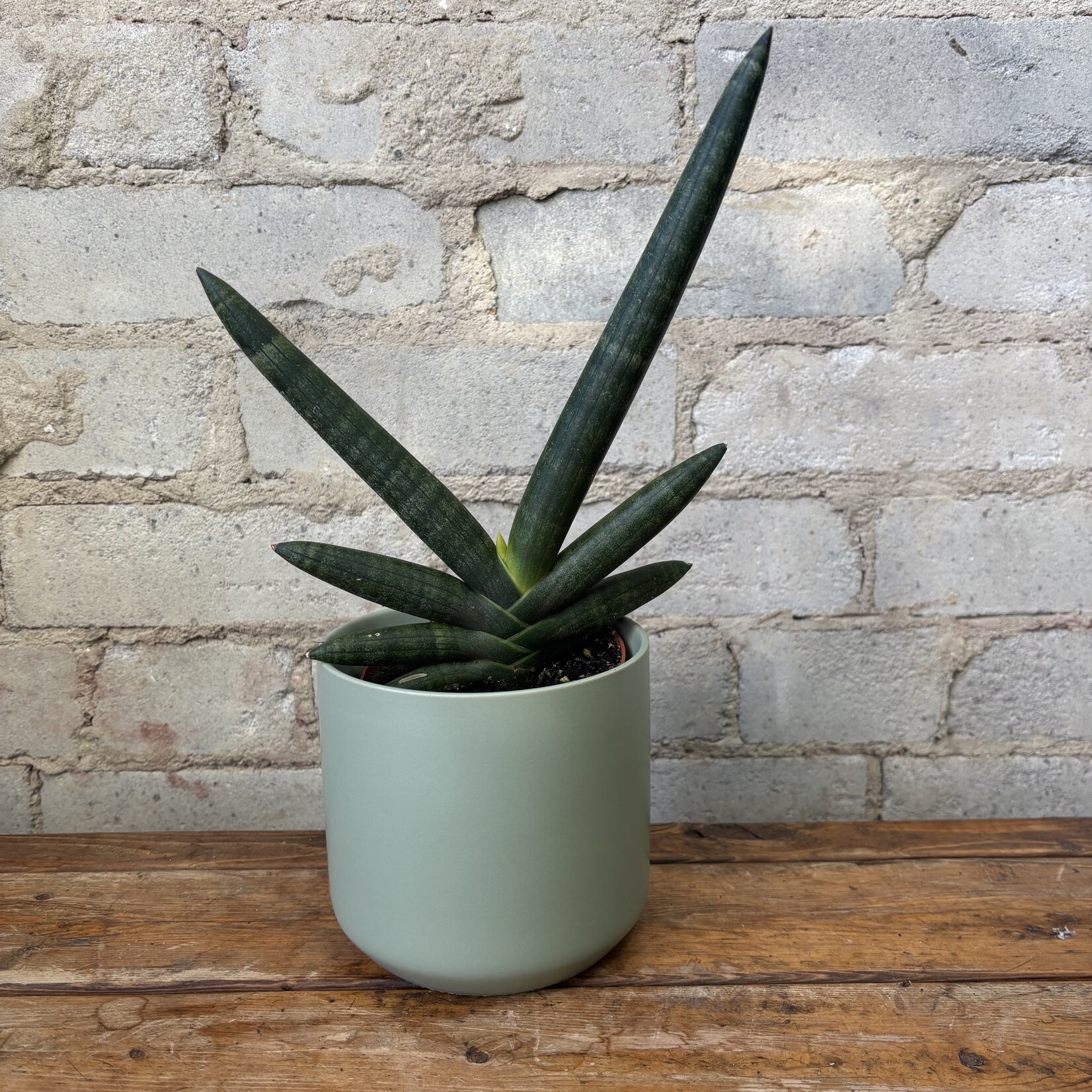 Sansevieria Boncellensis Black 4"