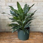 Aglaonema Shades 8"