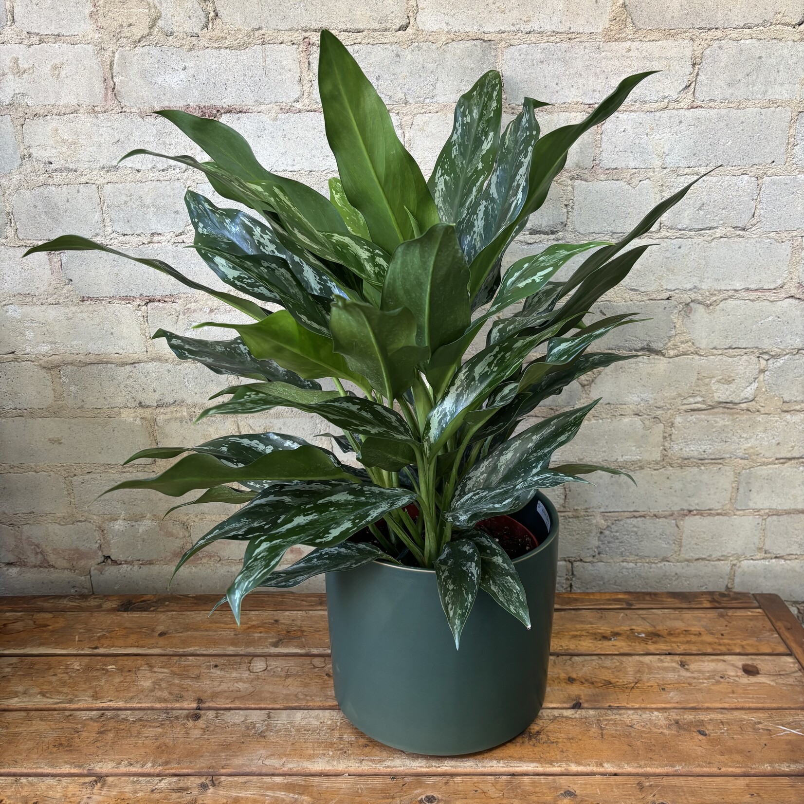Aglaonema Shades 8"