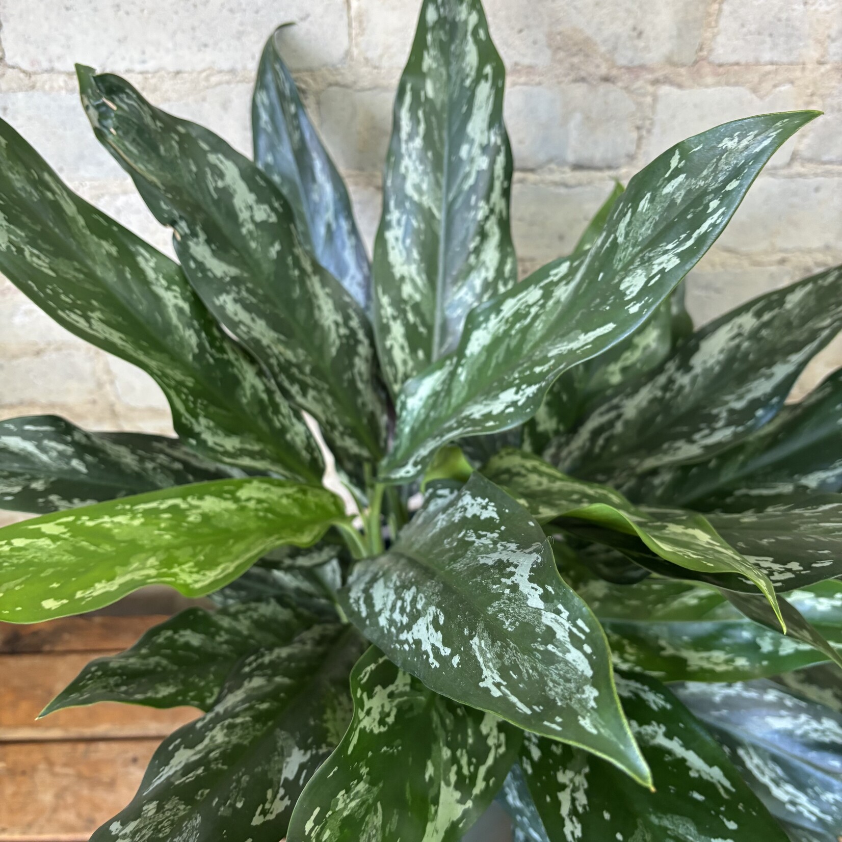 Aglaonema Shades 8"