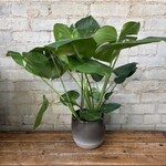 Monstera Deliciosa 6"