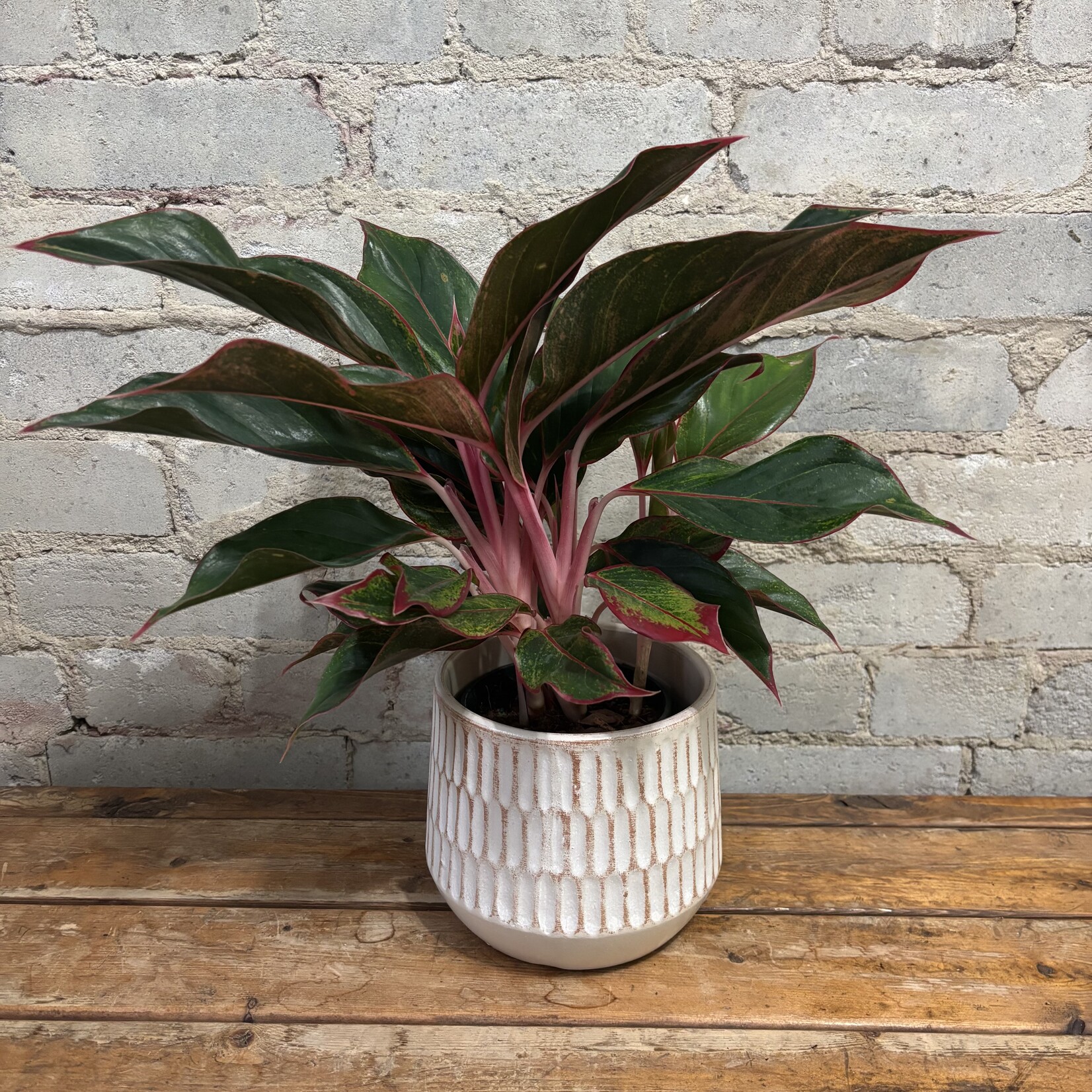 Aglaonema Red Siam 5"