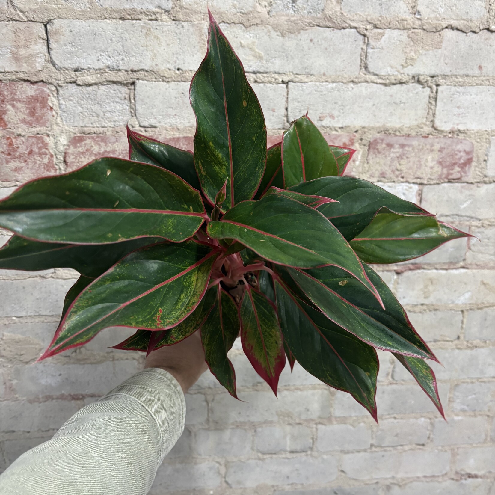 Aglaonema Red Siam 5"