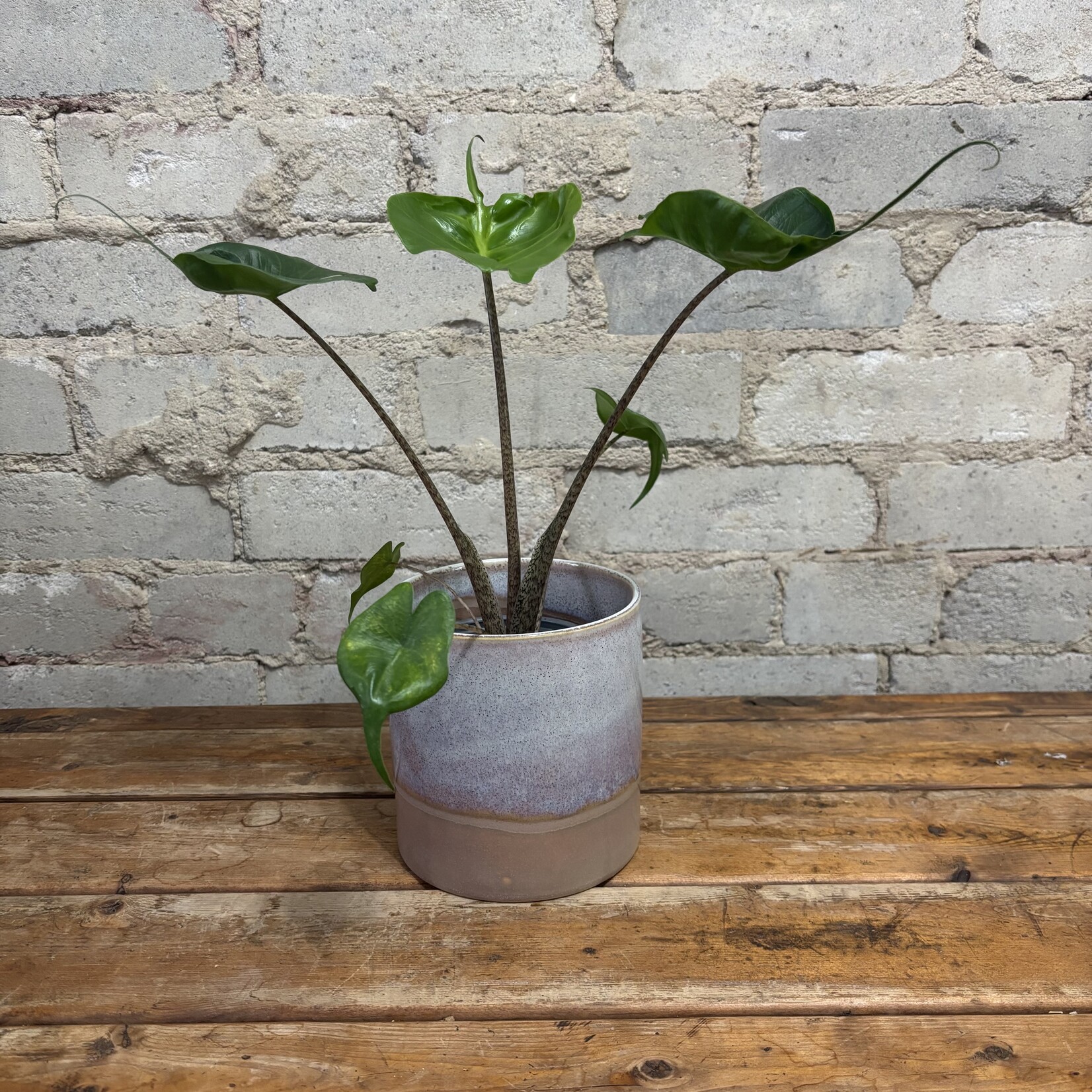 Alocasia Stingray 4"