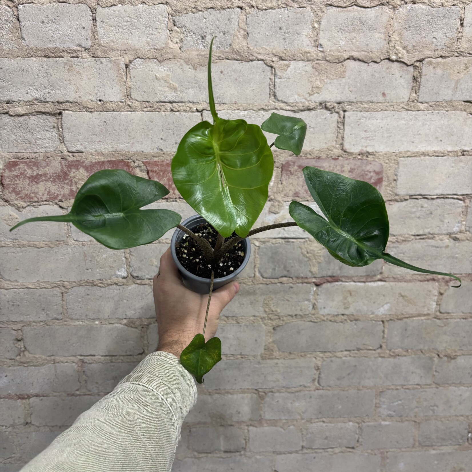 Alocasia Stingray 4"