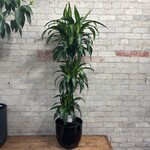 Dracaena Hawaiian Sunshine 10"