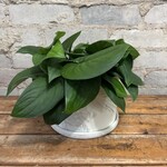 Scindapsus Jade Satin 6"