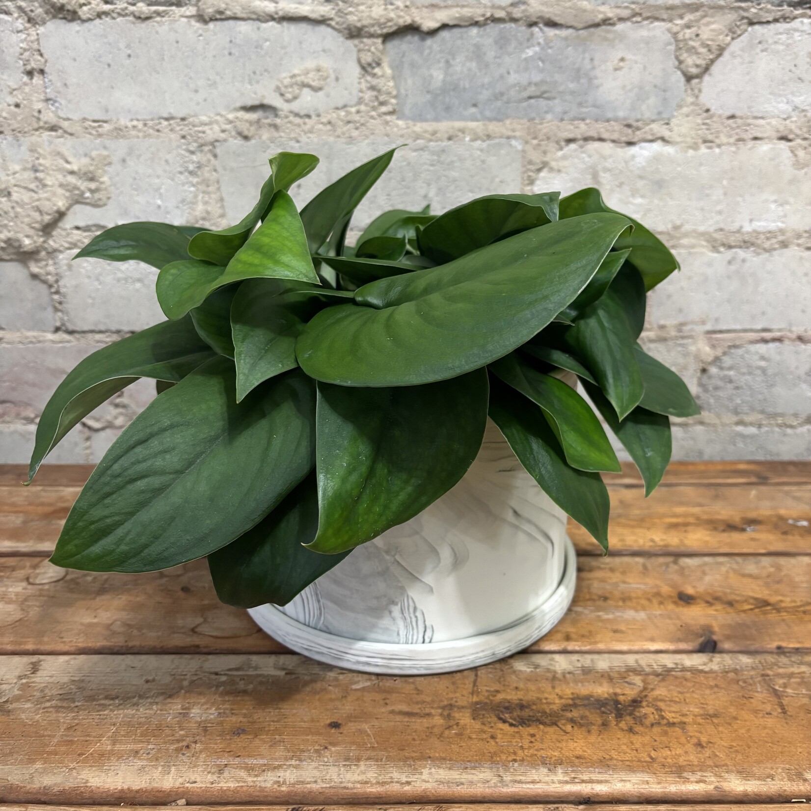 Scindapsus Jade Satin 6"