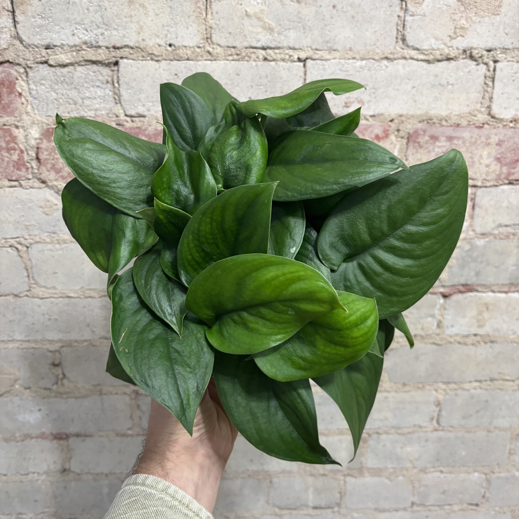 Scindapsus Jade Satin 6"