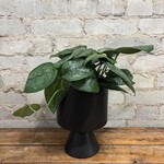 Scindapsus Pictus 'Mount Salak' 6"