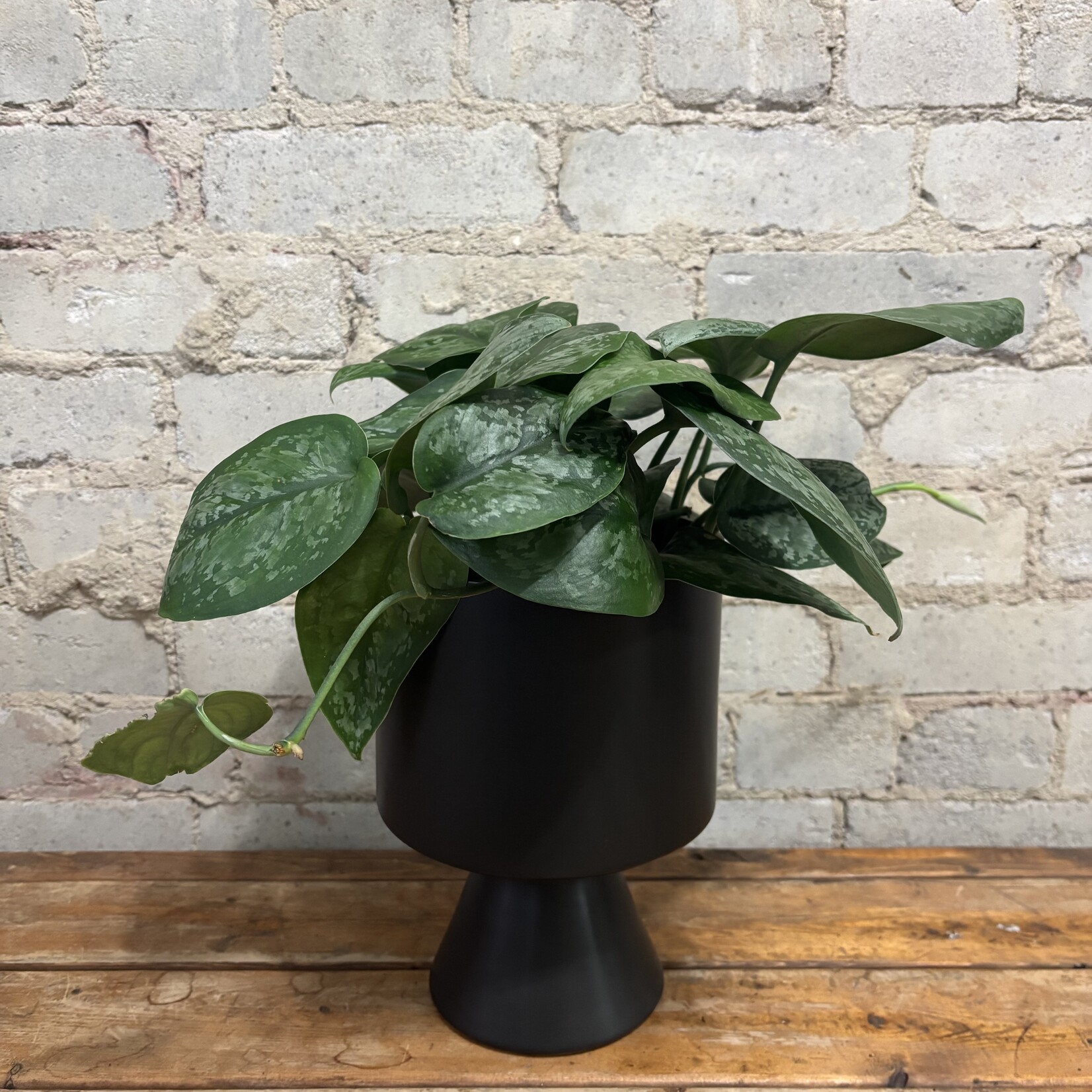 Scindapsus Pictus 'Mount Salak' 6"