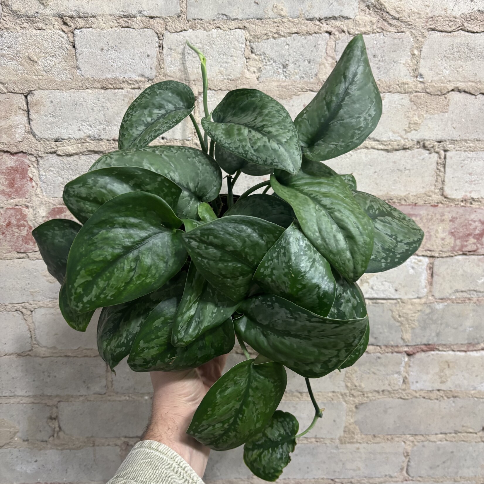 Scindapsus Pictus 'Mount Salak' 6"