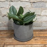 Scindapsus Treubii Moonlight 6"