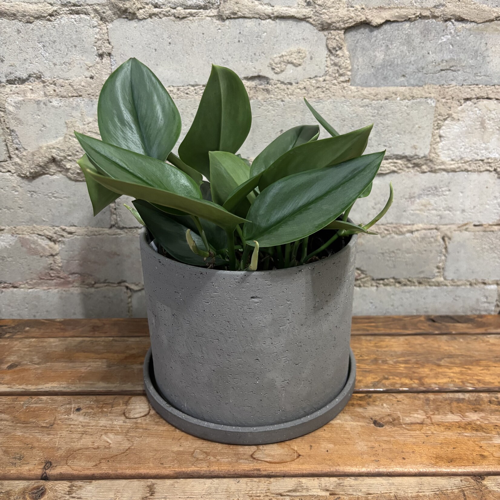 Scindapsus Treubii Moonlight 6"