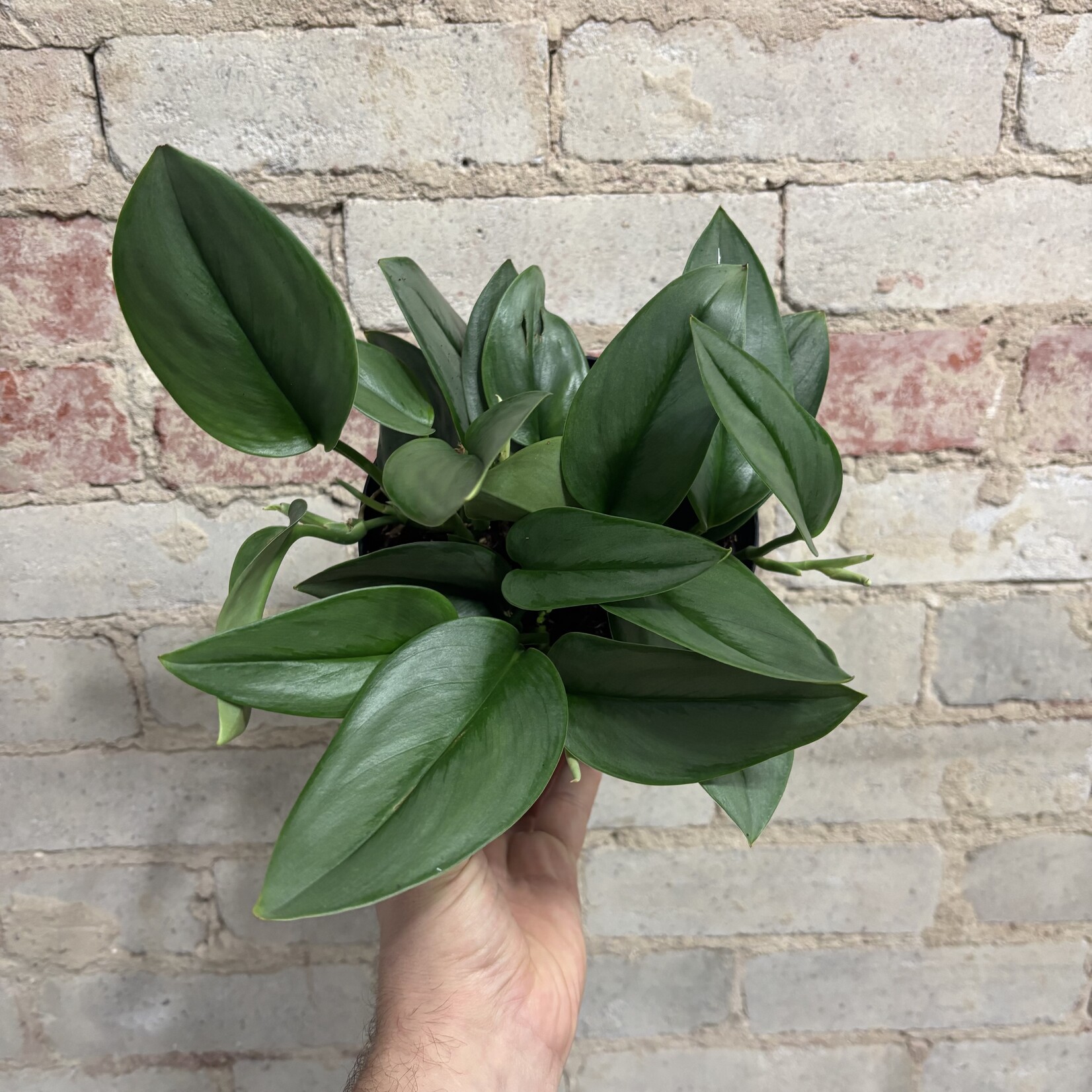 Scindapsus Treubii Moonlight 6"