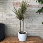 Dracaena Bicolour 8"