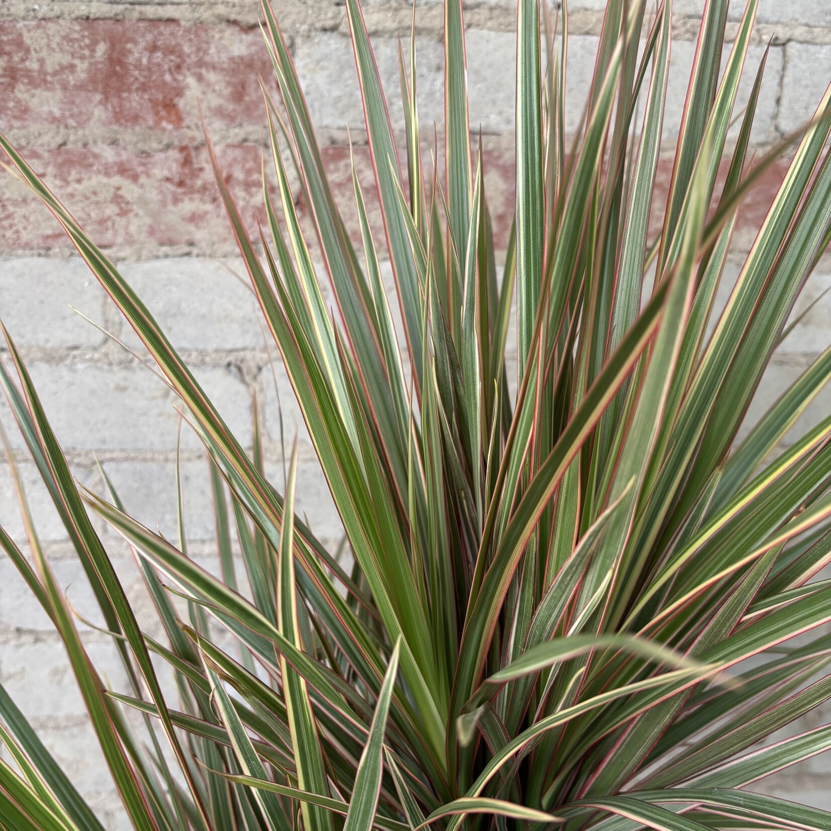 Dracaena Bicolour 8"