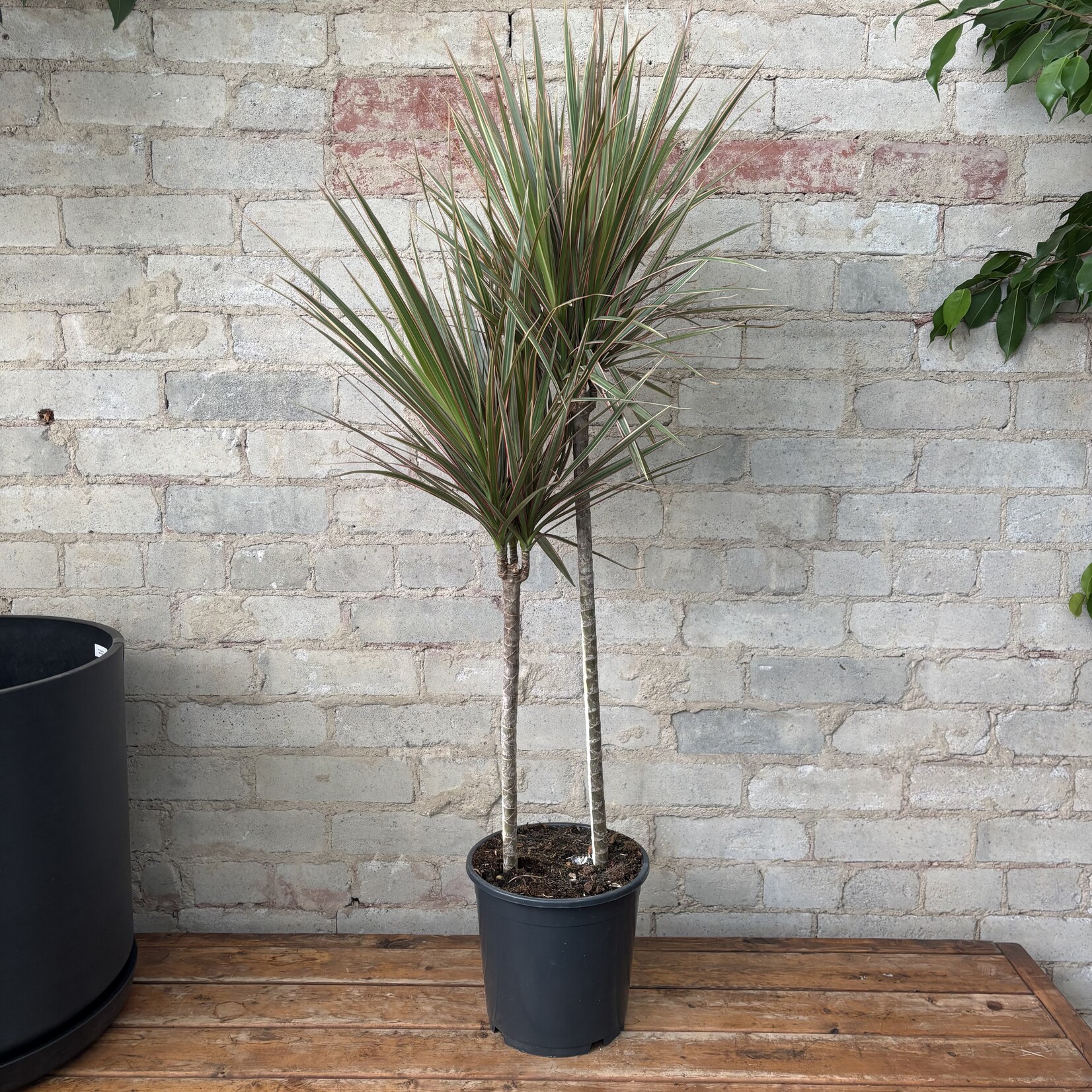 Dracaena Bicolour 8"