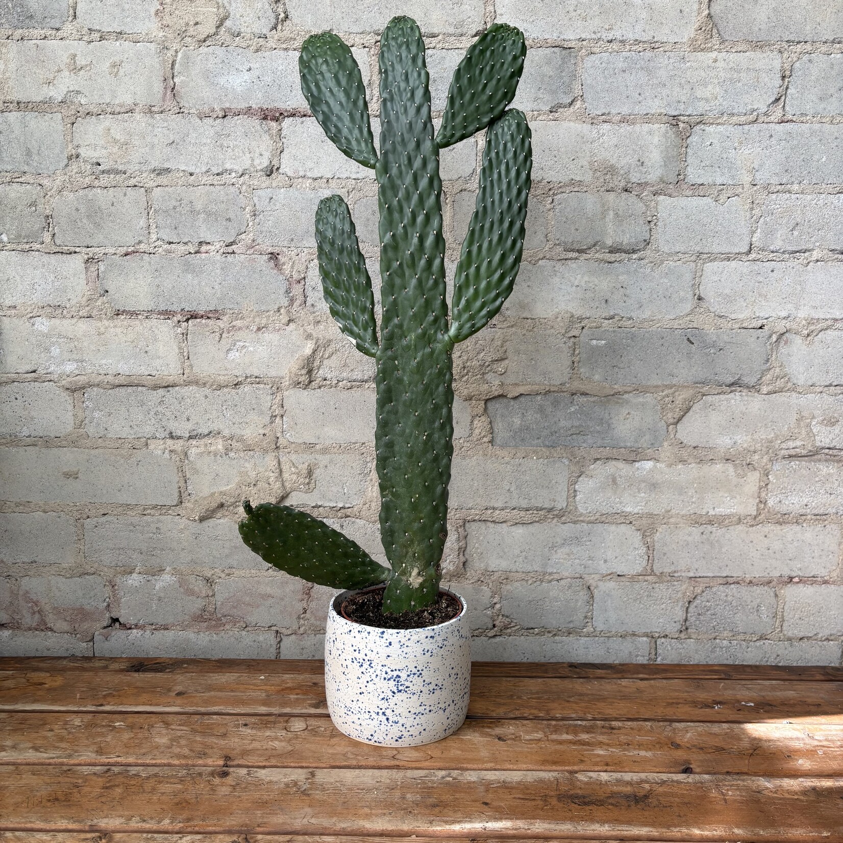 Cowboy / Cartoon Cactus 5"