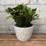 Schlumbergera 'Christmas Cactus' 6" Dark Pink