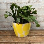 Schlumbergera 'Christmas Cactus' 6" Light Pink