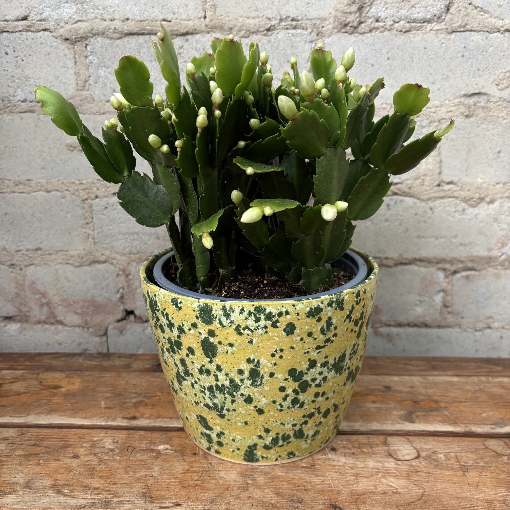 Schlumbergera 'Christmas Cactus' 6" White