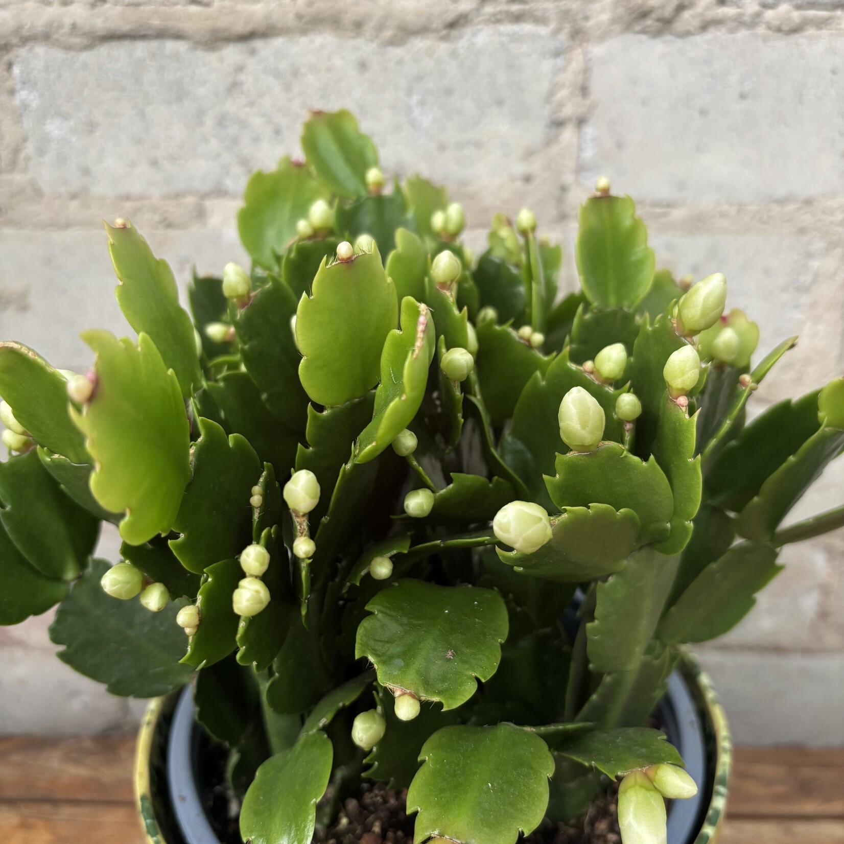 Schlumbergera 'Christmas Cactus' 6" White