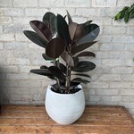 Ficus Elastica Burgundy Bush 8"