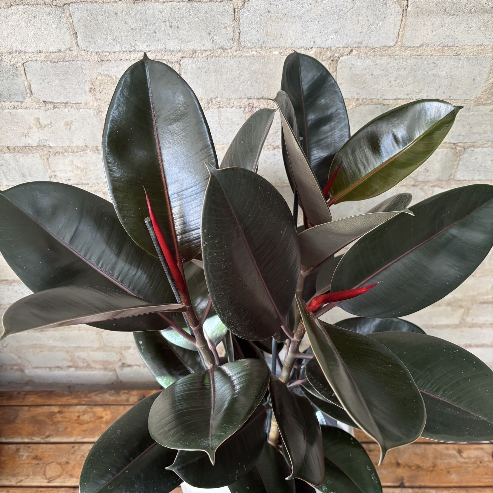 Ficus Elastica Burgundy Bush 8"