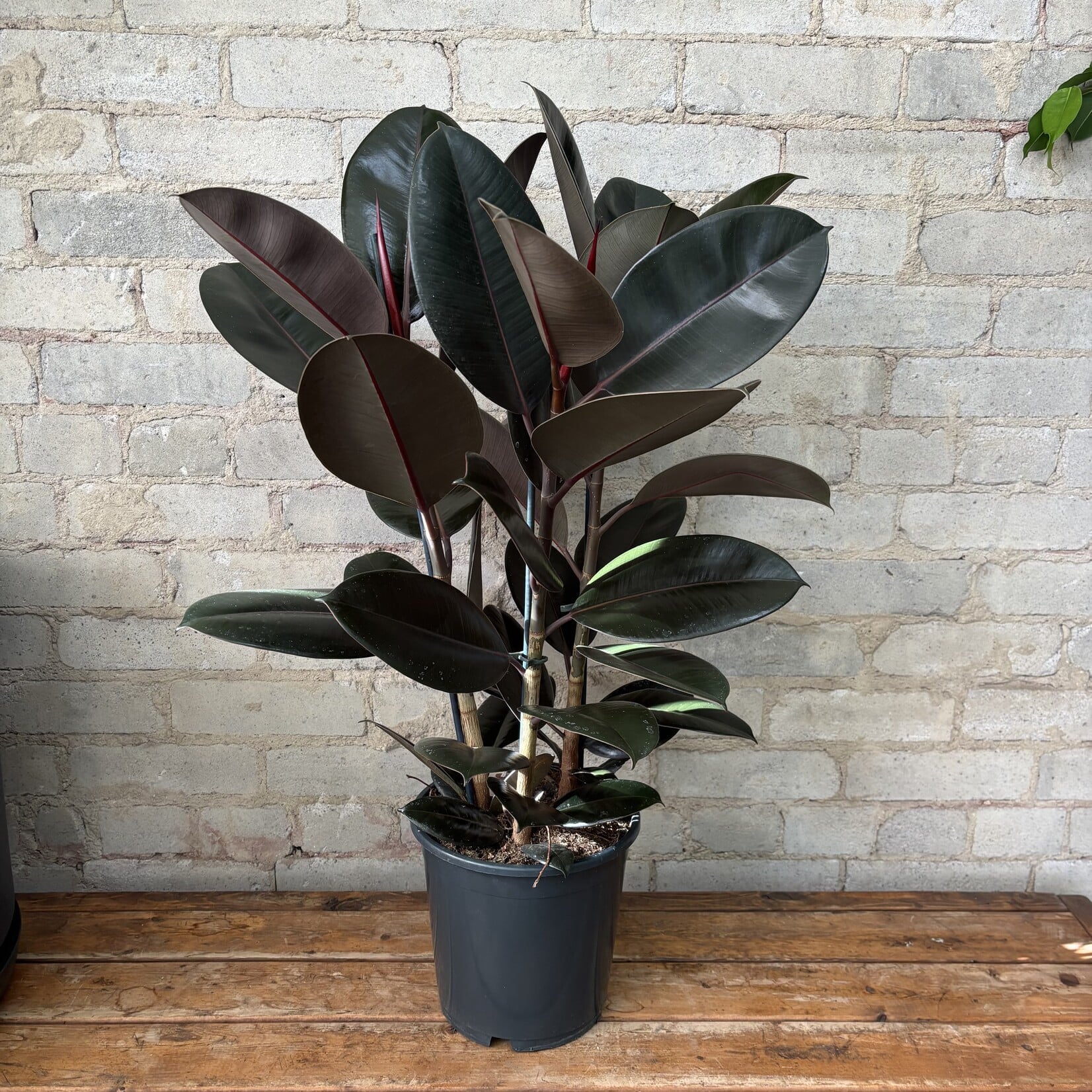 Ficus Elastica Burgundy Bush 8"