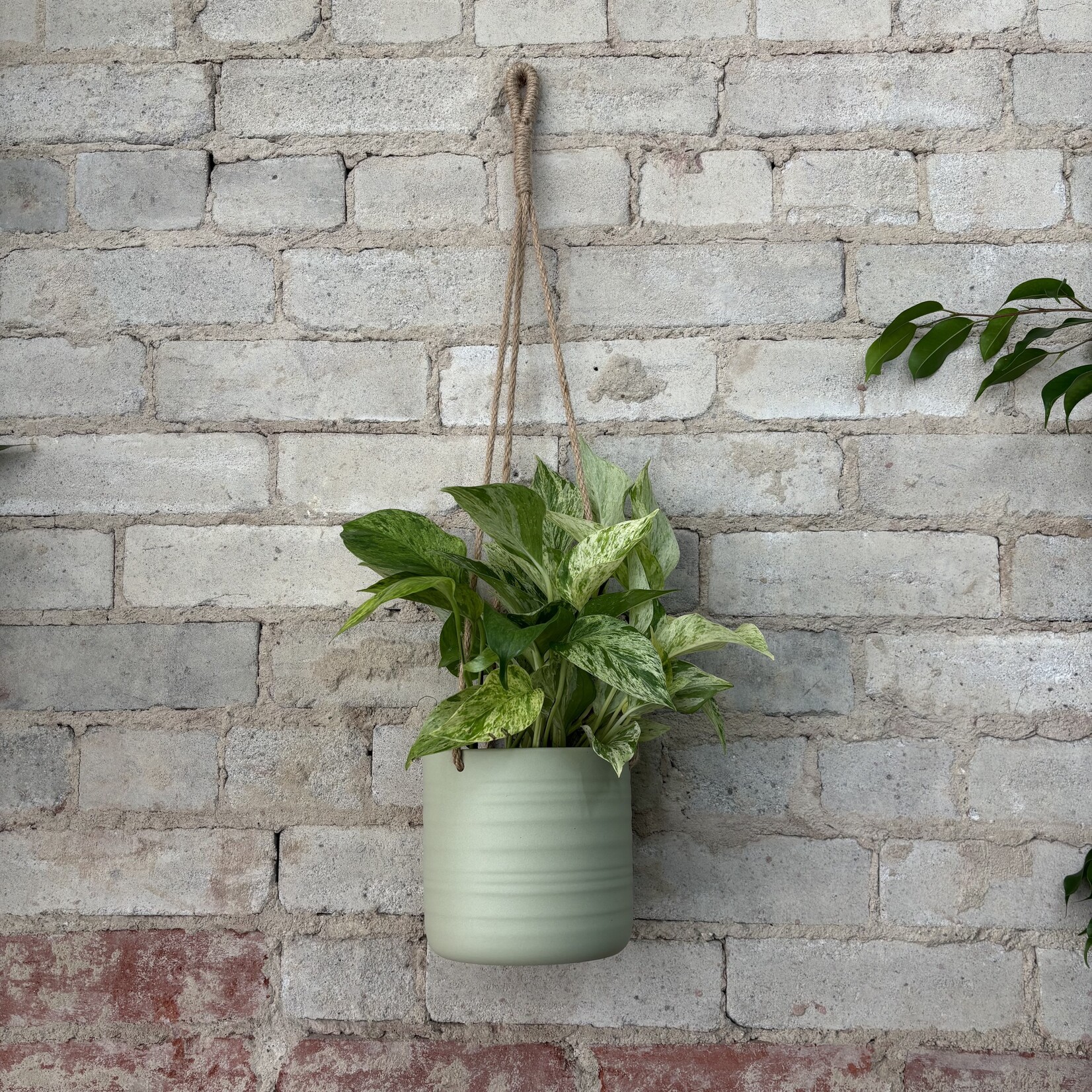 Pothos Marble Queen 5"