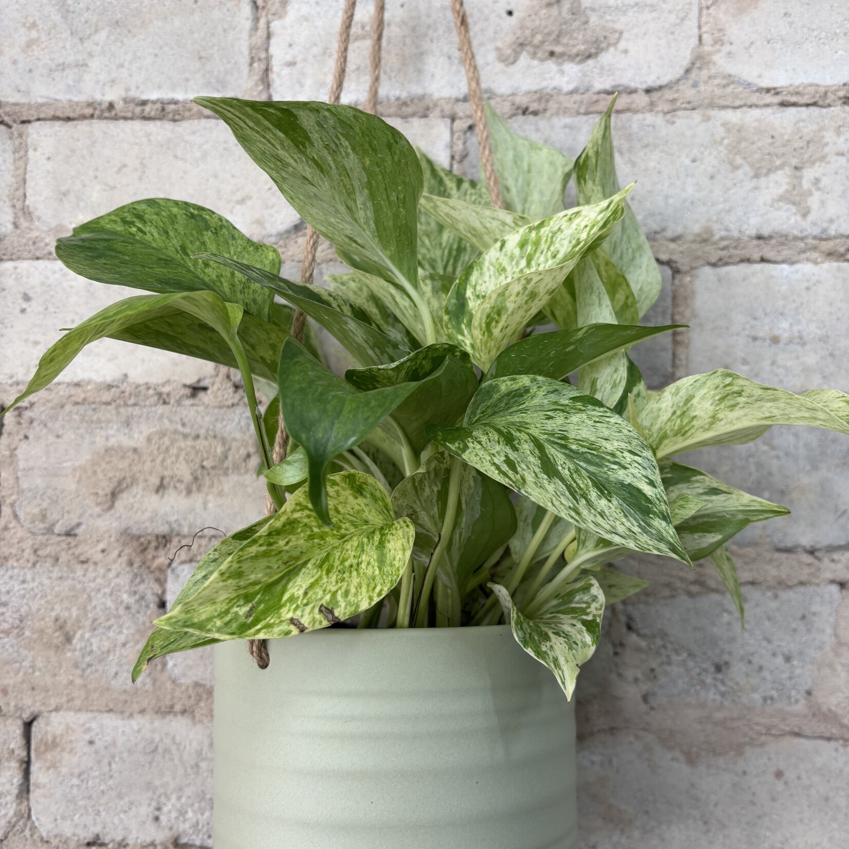 Pothos Marble Queen 5"