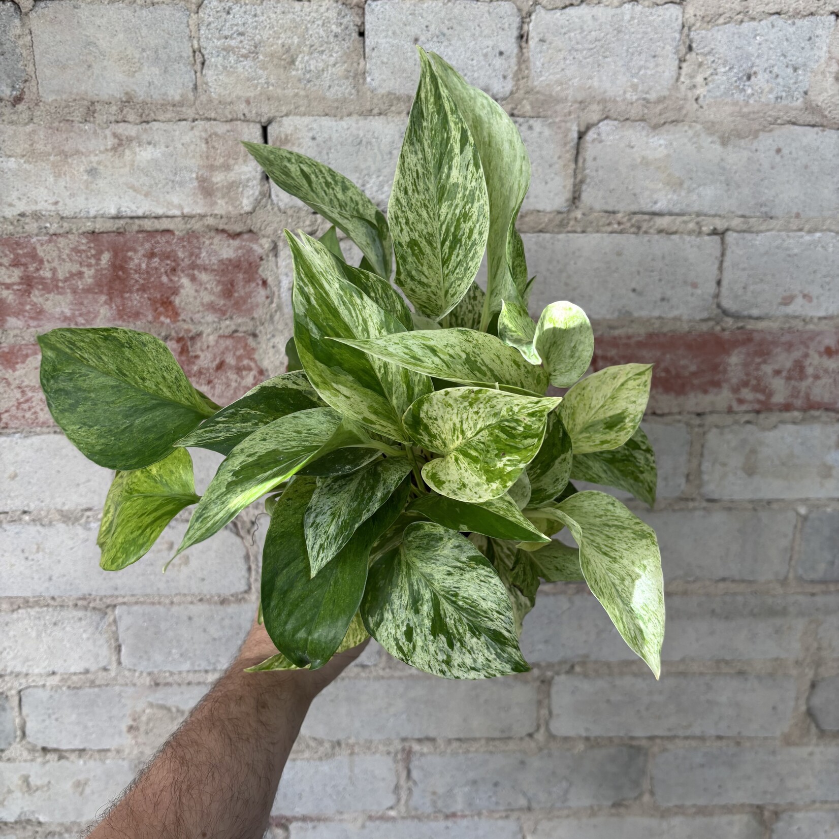 Pothos Marble Queen 5"