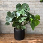 Monstera Deliciosa 8"