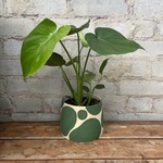 Monstera Deliciosa 5"