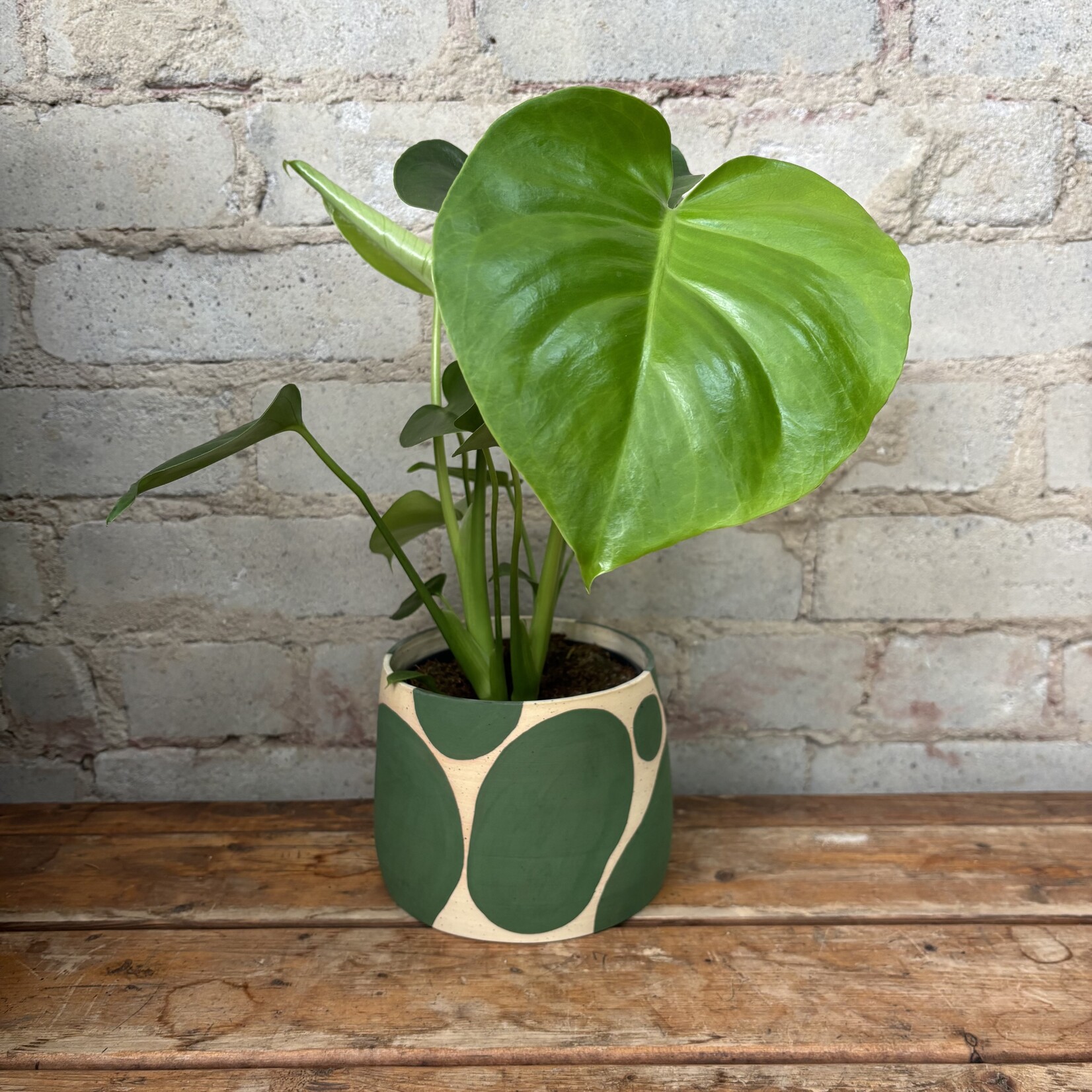 Monstera Deliciosa 5"