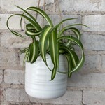 Curly 'Bonnie' Spider Plant 5"