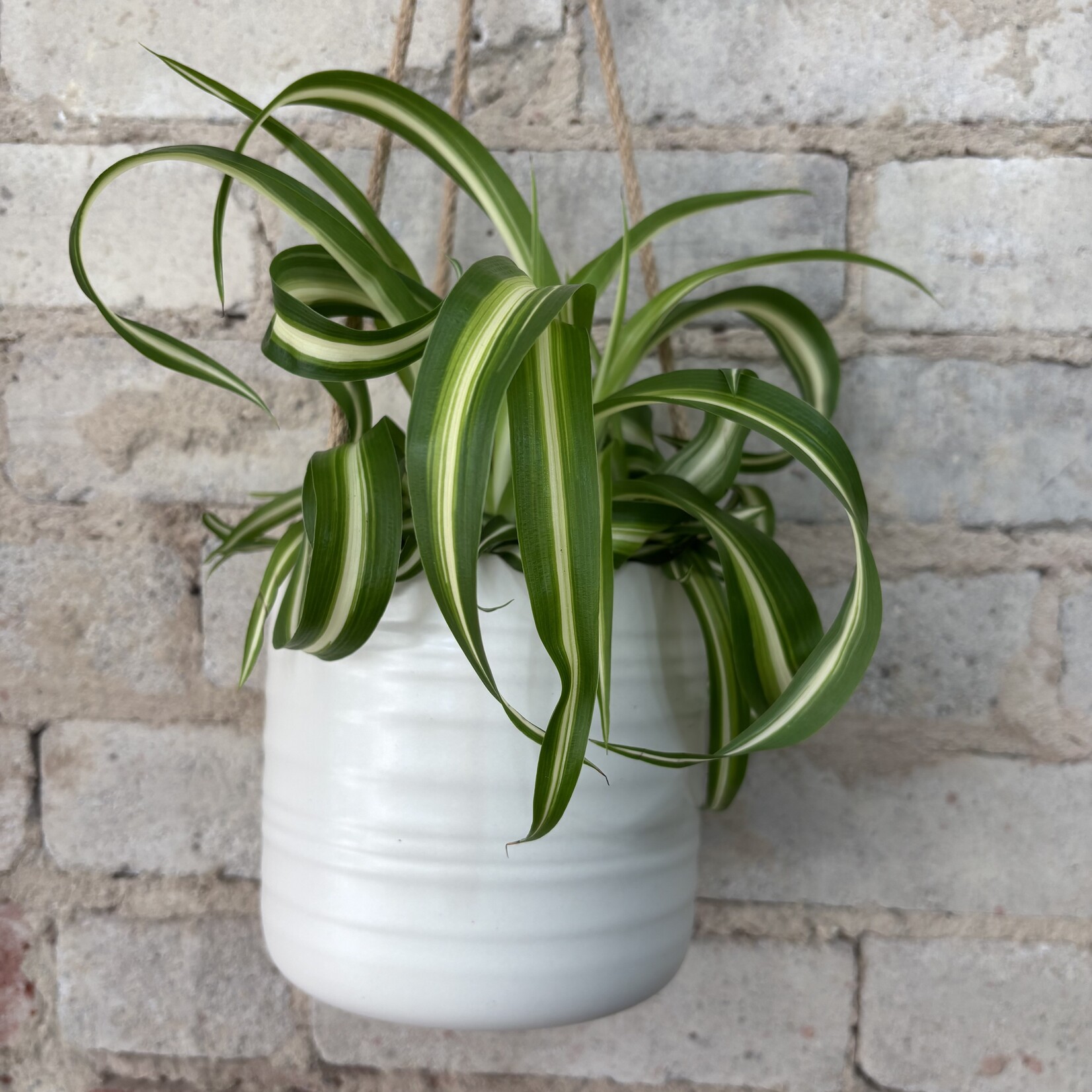Curly 'Bonnie' Spider Plant 5"