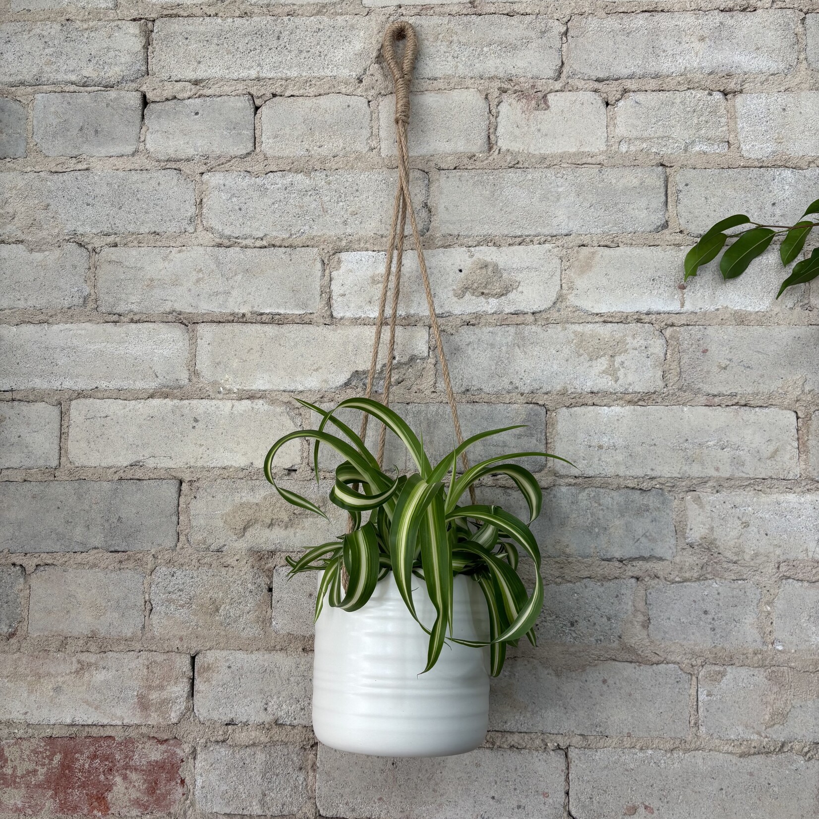Curly 'Bonnie' Spider Plant 5"