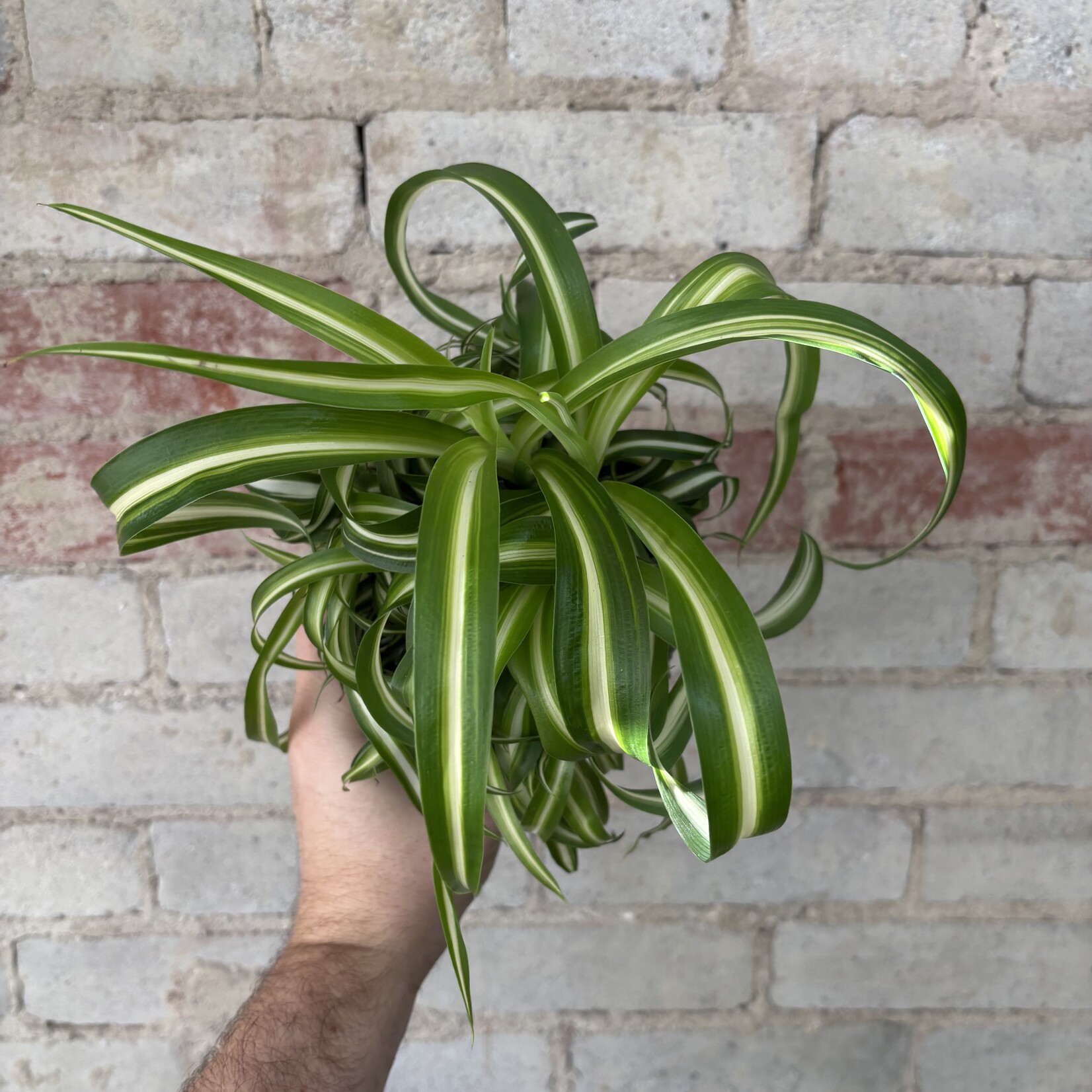 Curly 'Bonnie' Spider Plant 5"