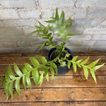 Fern Leaf Orchid Cactus 6"