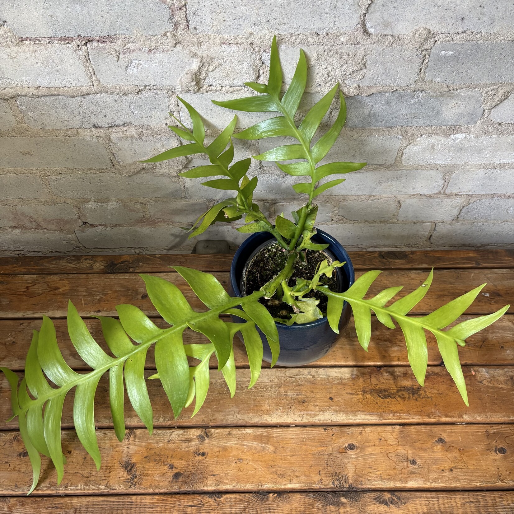 Fern Leaf Orchid Cactus 6"