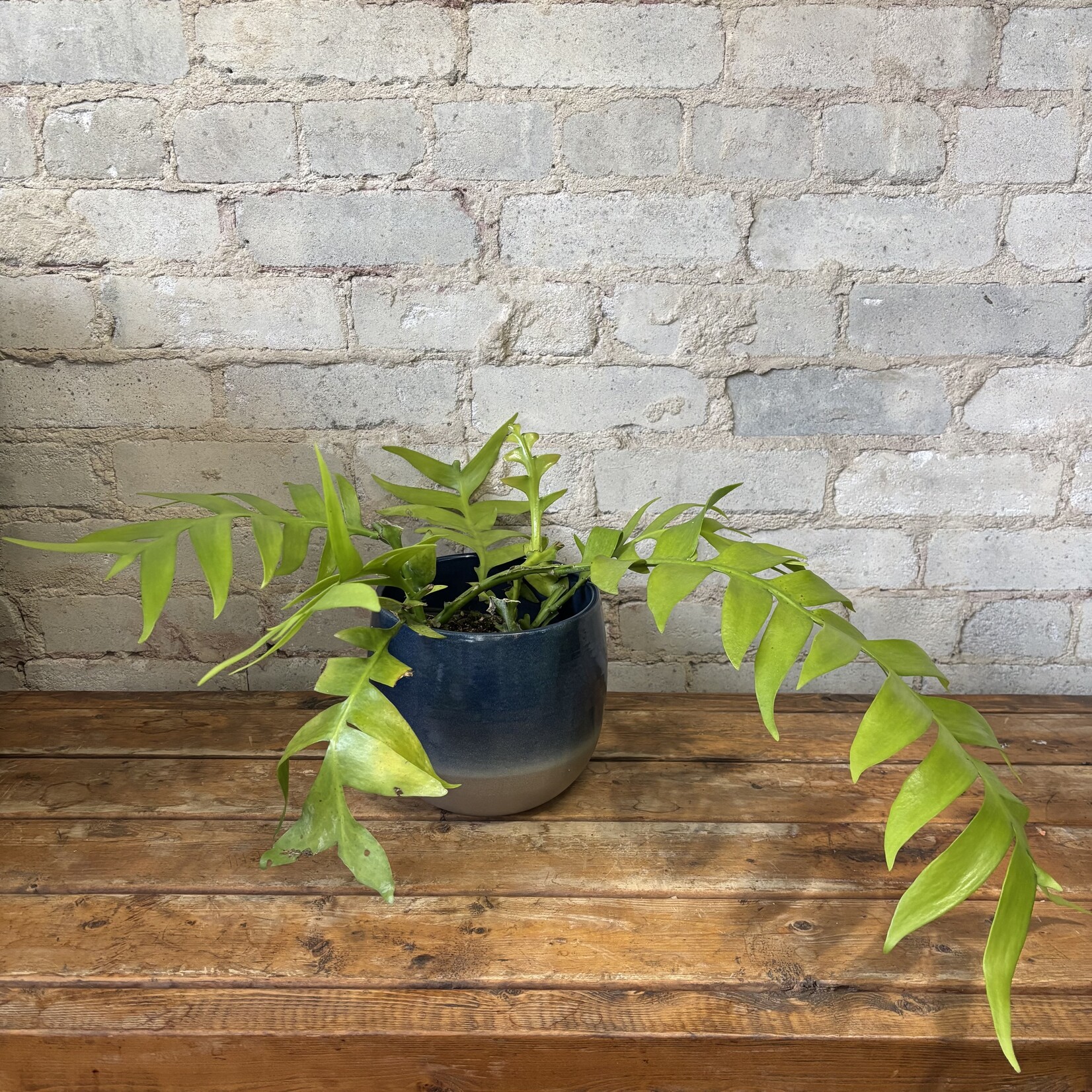 Fern Leaf Orchid Cactus 6"