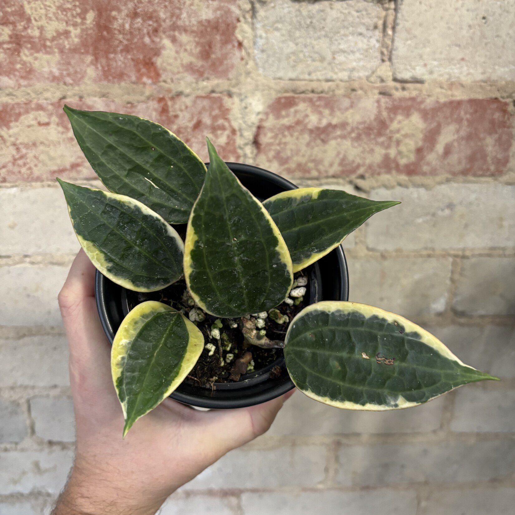 Hoya Macrophylla 4"