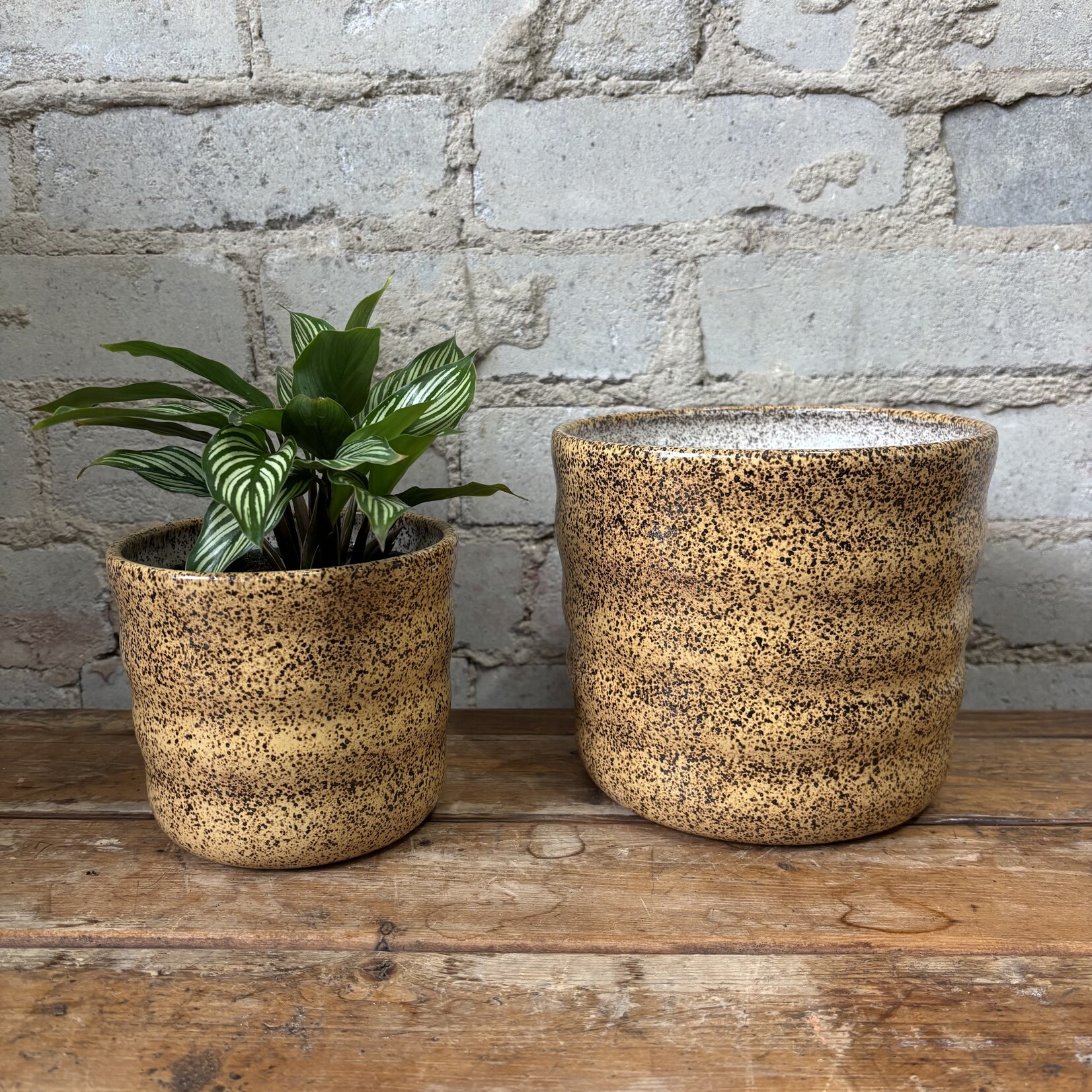 Jae Polgar Ceramics Cloud Quail Egg 6.5"