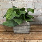 Scindapsus Pictus Jade Satin 4"