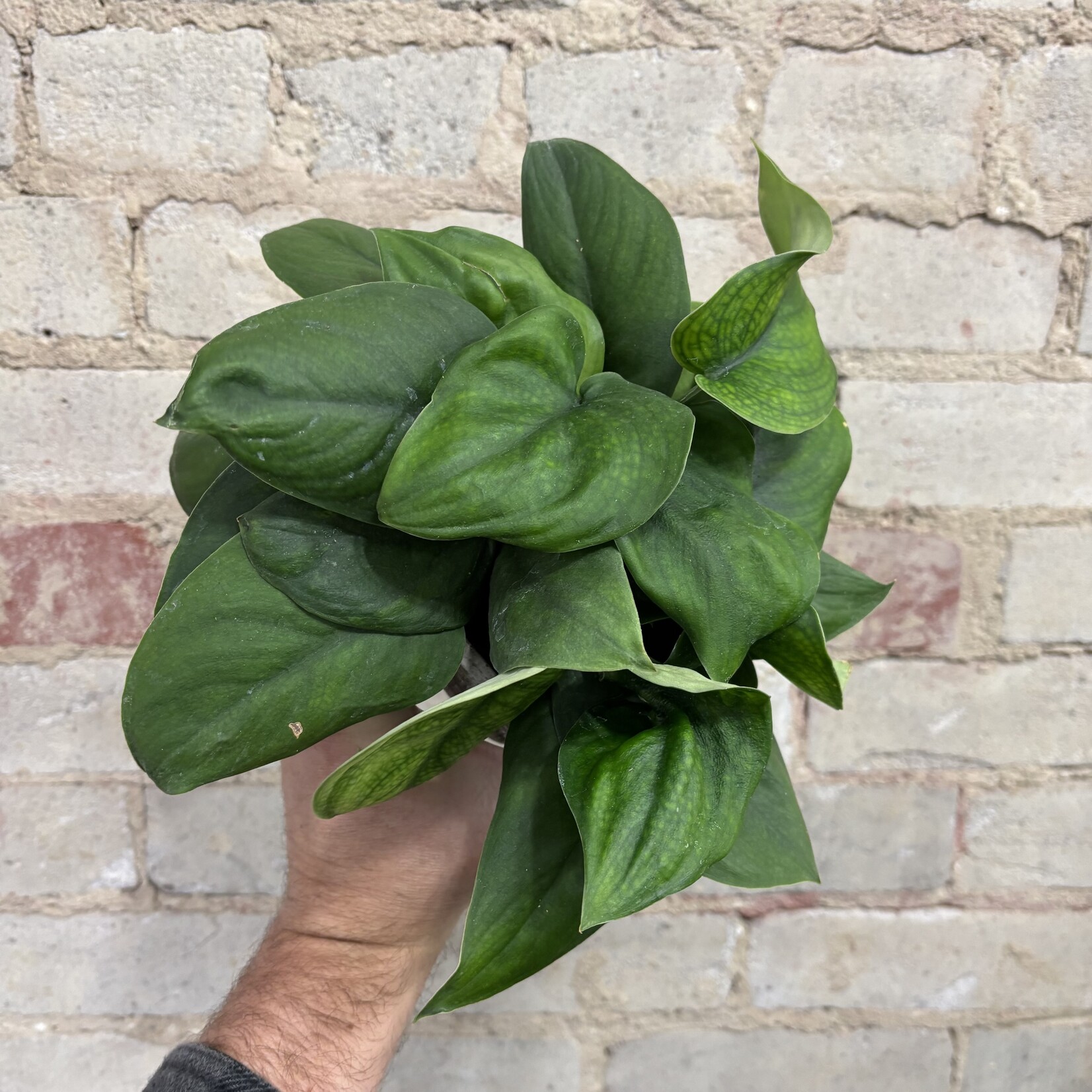 Scindapsus Pictus Jade Satin 4"