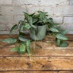 Cebu Blue Pothos 4"