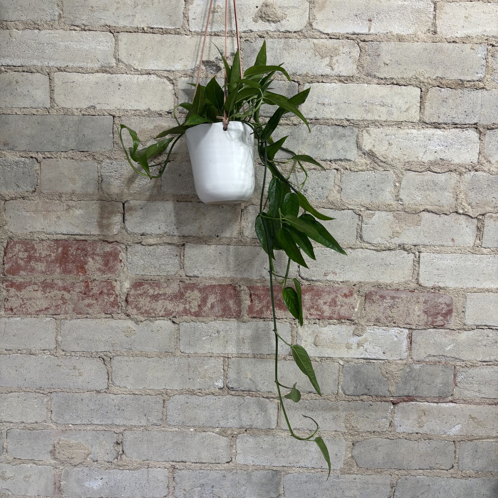 Epipremnum Skeleton Key 4"