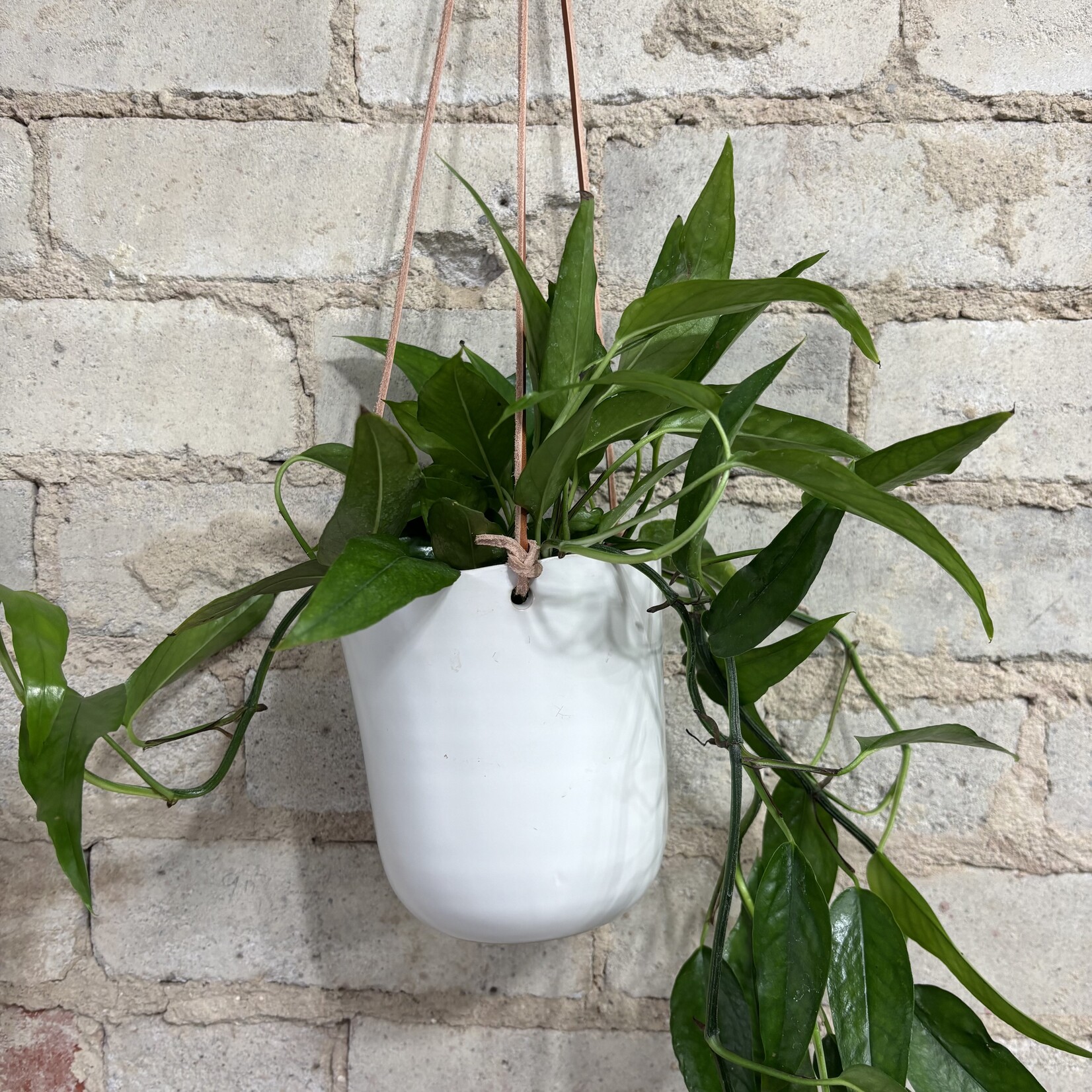 Epipremnum Skeleton Key 4"